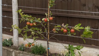 Espalier eğitimli olgun kırmızı elmalı elma ağacı