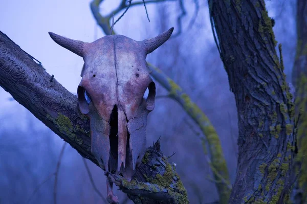 Cow skull hanging on a branch in a creepy wood