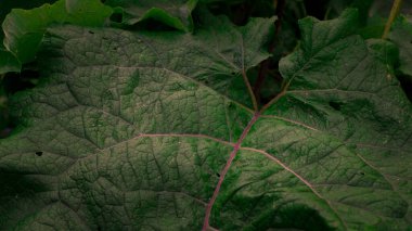 Burdock yaprağı yüzey güzelliği