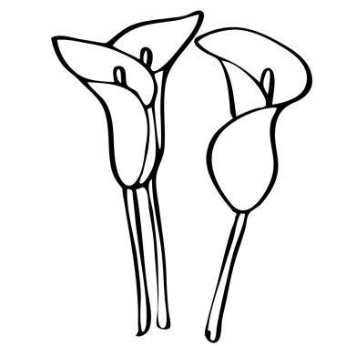 Calla zambak kaliteli özgün çizimi