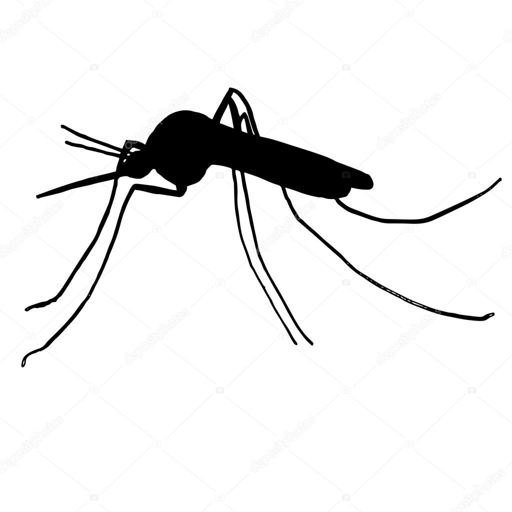 High quality original illustration of a mosquito