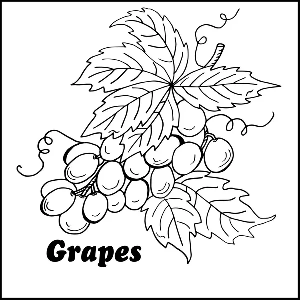 Hög kvalitet ursprungliga färgad grape — Stock vektor