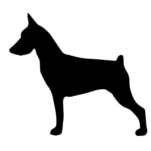 Silueta de alta calidad de pinscher aislado sobre fondo blanco — Archivo Imágenes Vectoriales