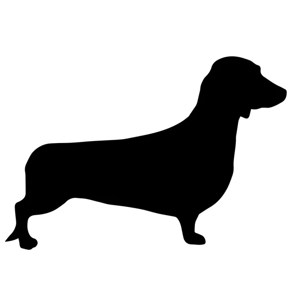 High quality silhouette of Dachshund or basset, isolated on whit — стоковый вектор