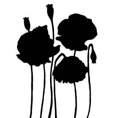 çok kaliteli haşhaş çiçek orijinal Illustration. çiçeği