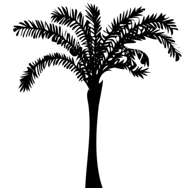 Yüksek kaliteli orijinal illüstrasyon izole palma silueti 