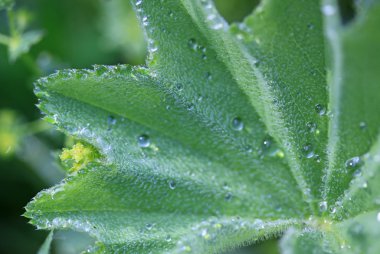 Üzerindeki sabah yaprak çiy damlaları