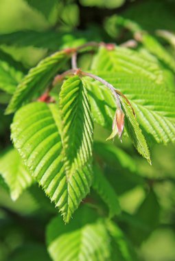 Karaağaç ağaç bahar yaprakları