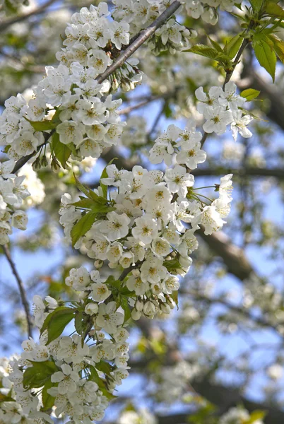 Fioritura ciliegio in primavera — Foto Stock