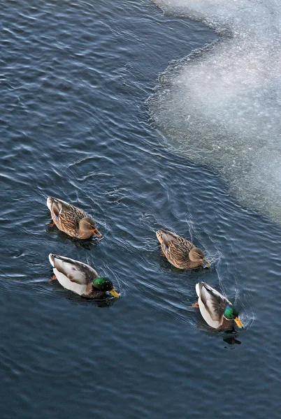 Ducks swimming in a winter river near the ice floes — Stock Photo, Image
