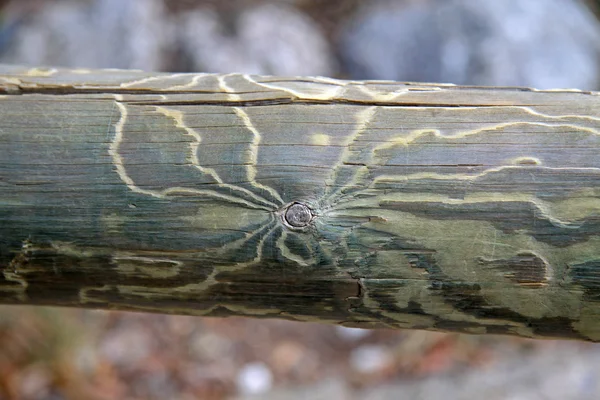 El dibujo natural sobre el tronco — Foto de Stock