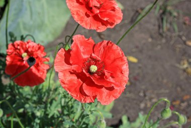 Bir bahçe bir yaz aylarında kırmızı gelincik