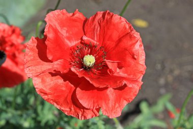 Bir bahçe bir yaz aylarında kırmızı gelincik