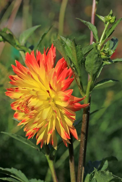 Fleur de dahlia jaune et rouge en été dans le jardin — Photo