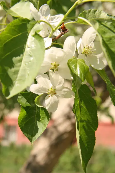 Appelboom bloem — Stockfoto