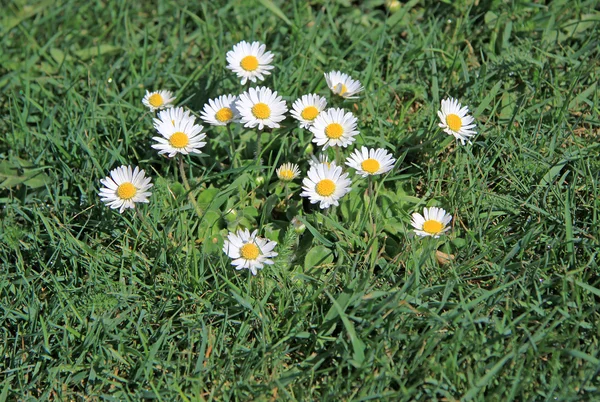 Gänseblümchen im Gras — Stockfoto