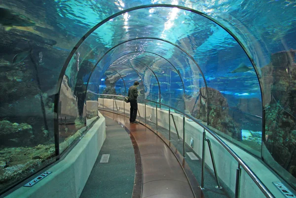 Barcelona, Catalonië, Spanje - 14 December 2011: Transparante tunnel in Barcelona Aquarium in Barcelona, Spanje Spanje — Stockfoto