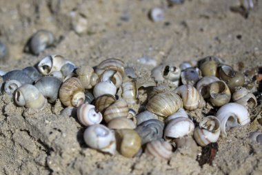 Kabukları Taganrog Bay Azak Denizi, Rusya'nın sahilde