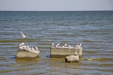 Taganrog Bay Azak Denizi, Rusya'da beton bloklar üzerinde oturan martılar