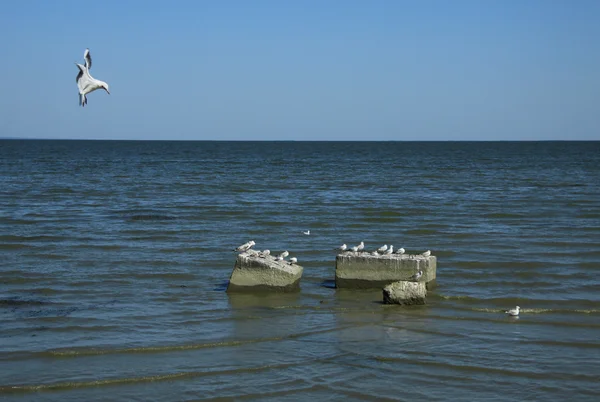 Чайки сидят на бетонных блоках в Таганрогском заливе Азовского моря, Россия — стоковое фото