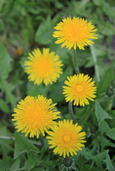 Gelber Löwenzahn auf der grünen Wiese im Frühling — Stockfoto