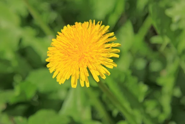 Dandelions amarelos no campo verde na primavera — Fotografia de Stock