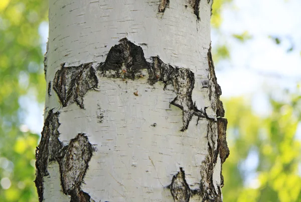 Tronco de abedul en la naturaleza — Foto de Stock