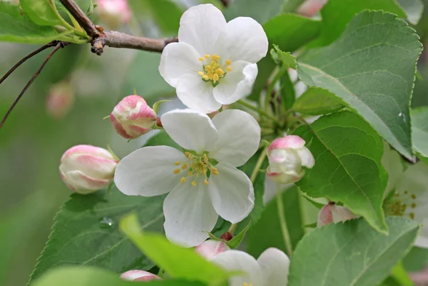 Bloemen van de appelboom in het voorjaar — Stockfoto