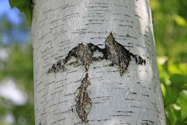 Tronco de abedul en la naturaleza — Foto de Stock