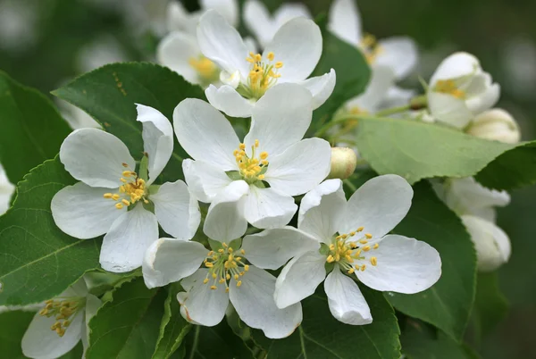 Fleurs du pommier au printemps — Photo