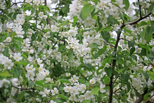 Fleurs du pommier au printemps — Photo