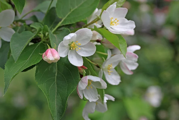 Flores del manzano en primavera — Foto de Stock