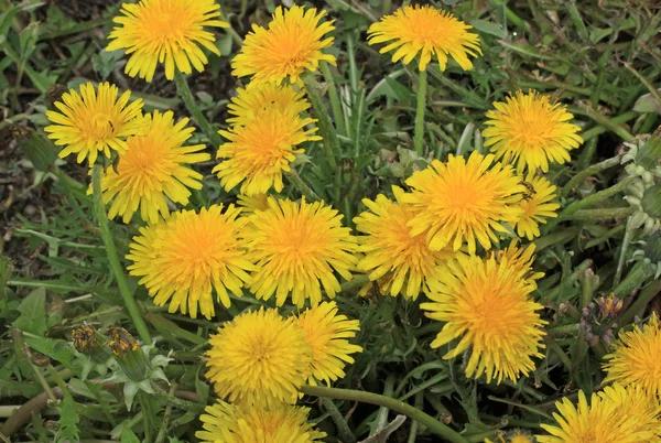 Dientes de león amarillos en el campo verde en primavera —  Fotos de Stock