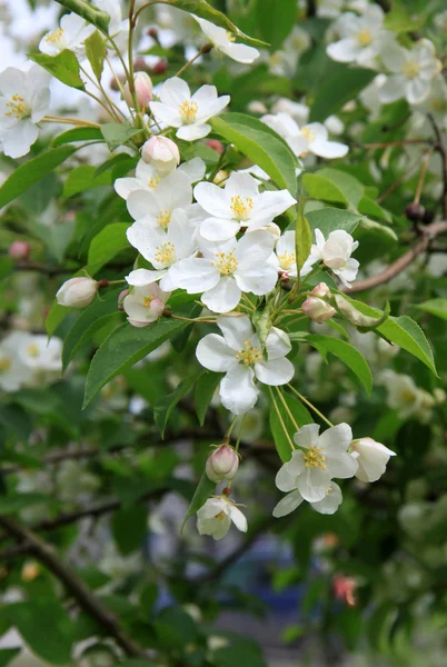 Flores del manzano en primavera — Foto de Stock