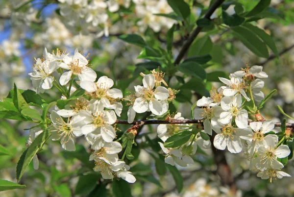 Fleurs du cerisier au printemps — Photo