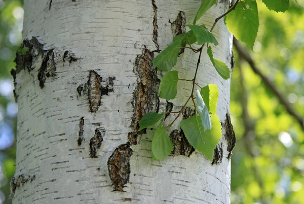 Tronco de abedul en la naturaleza — Foto de Stock