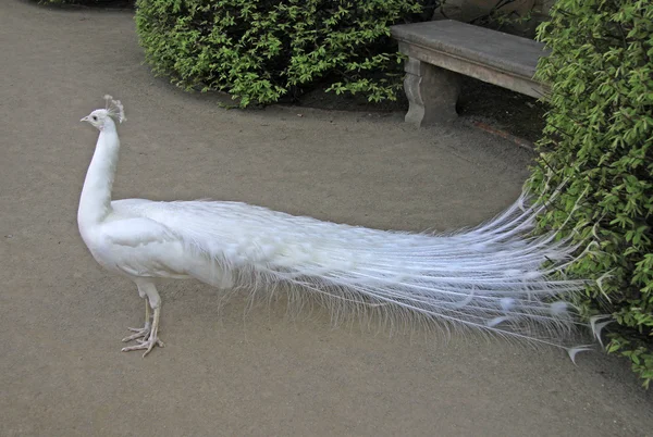 Weißer Pfau im Prager Garten — Stockfoto