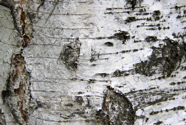 Tronco de abedul en la naturaleza — Foto de Stock