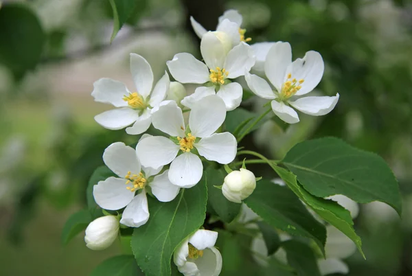 Bloemen van de appelboom in het voorjaar — Stockfoto