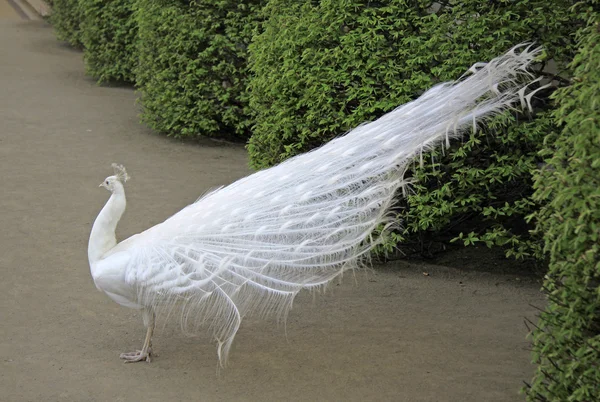 Weißer Pfau im Prager Garten — Stockfoto