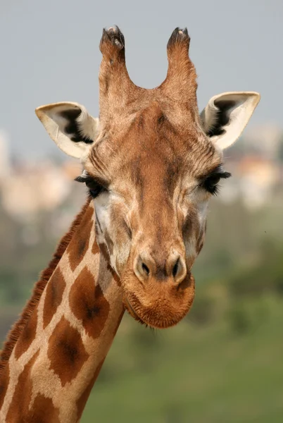 Porträtt av giraff i en djurpark — Stockfoto
