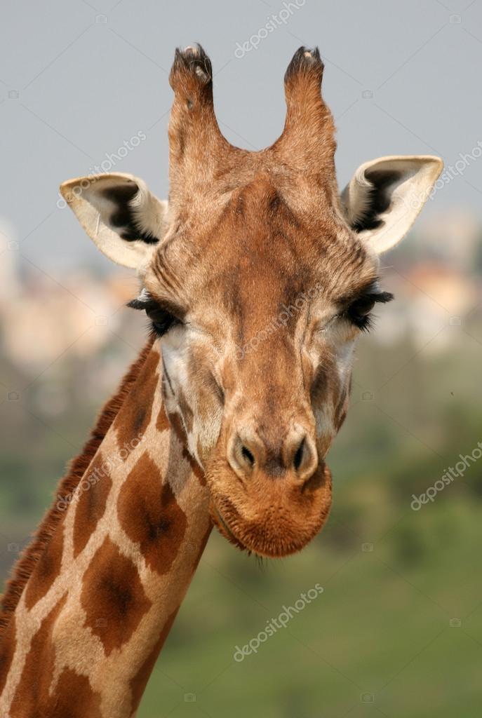 Giraffe funny face Stock Photos, Royalty Free Giraffe funny face Images |  Depositphotos