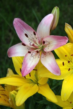 Pembe ve sarı bir yaz aylarında bahçede Lily çiçek (lilyum)
