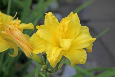 Sarı daylilies bir bahçede çiçek açan