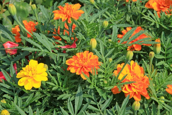 Tagetes parlak Çiçek Bahçe n yaz aylarında
