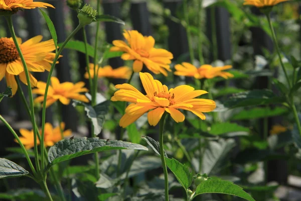 Fleurs jaunes d'Héliopsis dans un jardin en été — Photo