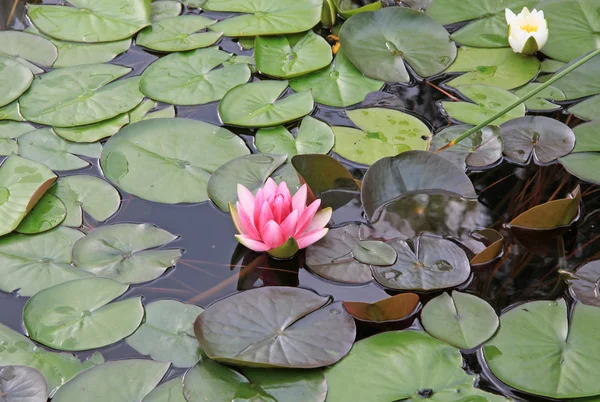Pembe nymphaea çiçek gölet yüzeyi