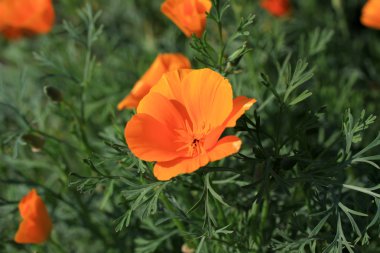 Eschscholzia Bahçe