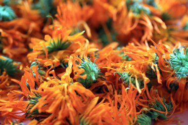 Calendula officinalis çiçek