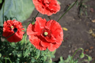 Bahçedeki dekoratif haşhaş